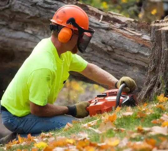 tree services Fountainhead-Orchard Hills